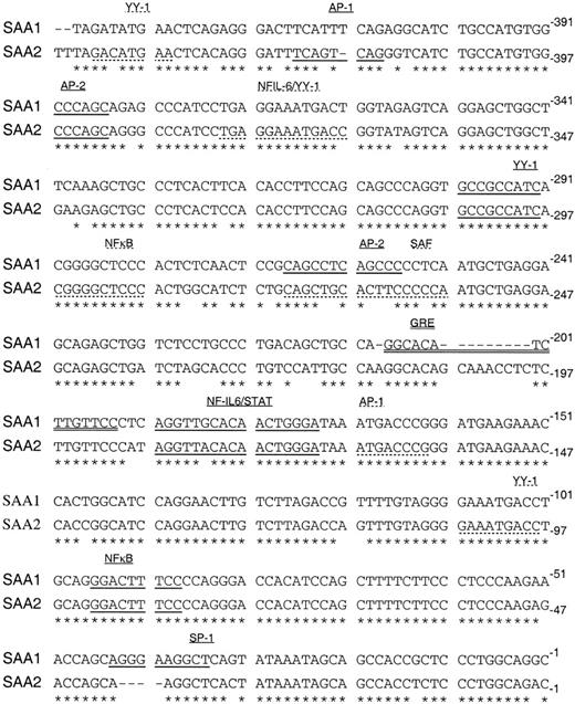 FIGURE 1. Alignment of SAA1 and SAA2 promoters. The proximal 450 bases of the human SAA1 and SAA2 promoters were aligned using the ClustalW program. Putative transcription factor binding sites are underlined once (predicted by TESS program), with a dotted line (predicted by Signalscan program), or twice (predicted by visual inspection). Dashes represent gaps in one sequence relative to the other.