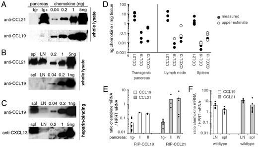 FIGURE 3. Quantitative analysis of chemokine expression in transgenic pancreas and in nontransgenic spleen and lymph node. Shown is a Western blot of whole lysate from nontransgenic (tg−) and transgenic (tg+) pancreas (A), and from wild-type spleen and lymph node (B), showing >100-fold higher expression levels of CCL21 compared with CCL19 in all three organs. Blots include a titration of recombinant chemokines as standard. Loading was as follows: 1/400 of total RIP-CCL21 pancreas, 1/250 of total RIP-CCL19 pancreas, 1/50 of total spleen, 1/25 of lymph node pool. Blots were probed with anti-CCL21 and anti-CCL19 Abs, as indicated. Occasionally, doublet bands were observed for CCL21 and CCL19 in pancreas and lymphoid tissues. C, Heparin precipitates of whole lysates from spleen and lymph node probed with anti-CCL19 or anti-CXCL13 Abs as indicated. Precipitates corresponding to one-fifth of spleen and one-fifth to one-seventh of the lymph node pool were loaded. D, Quantitative assessment of CCL19, CCL21, and CXCL13 protein concentration in nanograms of chemokine per milligram of total tissue, based on a compilation of Western blot data from whole or heparin-precipitated lysates of 8- to 20-wk-old mice. •, Measurements where a signal was detected within the whole cell lysate or heparin precipitate. ○, Upper limits of the amount of chemokine that could have been present in samples where no signal was detected. E and F, Real-time quantitative RT-PCR analysis of CCL19 and CCL21 mRNA levels relative to HPRT mRNA level in samples from transgenic pancreas (E) or nontransgenic (wild-type) lymph node and spleen (F). A titration analysis with CCL19 and CCL21 plasmid DNA established a 3-fold lower amplification efficiency for CCL19 vs CCL21, and the threshold cycle values obtained for the CCL19 mRNA samples were multiplied by a factor of three to correct for this difference in reaction efficiency. Shown in E are relative chemokine expression levels in nontransgenic (tg−) pancreas as well as in RIP-CCL-19 transgenic pancreas from mouse lines I and II and in RIP-CCL21 transgenic pancreas from mouse lines II and IV.