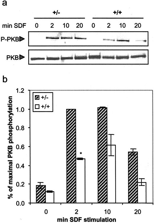 FIGURE 3. Pten+/− B cells show increased phosphorylation of PKB in response to SDF-1 stimulation. Purified splenic B cells from Pten+/− and sex-matched littermate controls were stimulated with 50 μg/ml SDF-1 for the indicated times. a, Representative blots from parallel immunoblot analyses using either a phospho-specific Ab for PKB (Ser473) or an Ab against PKB. b, Densitometric analysis of autoradiographs derived from four independent experiments. In each case, splenic B cell isolations consisted of two mice pooled per experiment. Results have been normalized for maximal PKB phosphorylation, as determined by percentage of PKB phosphorylated at 2 min in Pten+/− cells, and represent the percentage of phosphorylated PKB relative to parallel loading controls. Bars represent mean and SEM percentage of maximal PKB phosphorylation upon SDF-1 stimulation (p < 0.002).