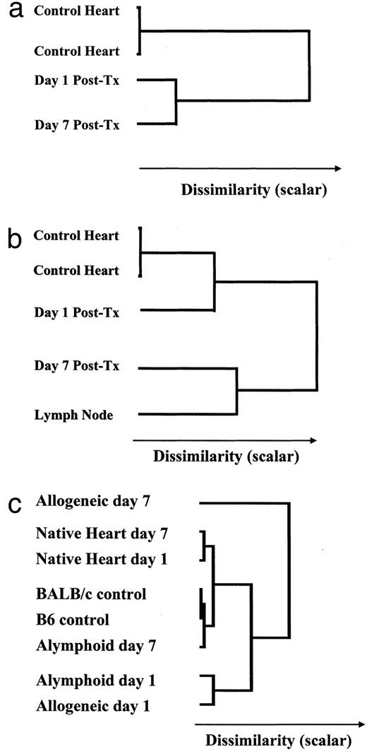 FIGURE 3. Dendrogram of gene expression following transplantation. Agglomerative hierarchical clustering algorithms were used. x-axis distance is proportional to the dissimilarity between groups. a, Dendrogram of control hearts and days 1 and 7 graft hearts. b, Dendrogram of control hearts, control lymph nodes, and days 1 and 7 graft hearts. c, Dendrogram of allogeneic graft, alymphoid graft, allogeneic native, and control hearts.