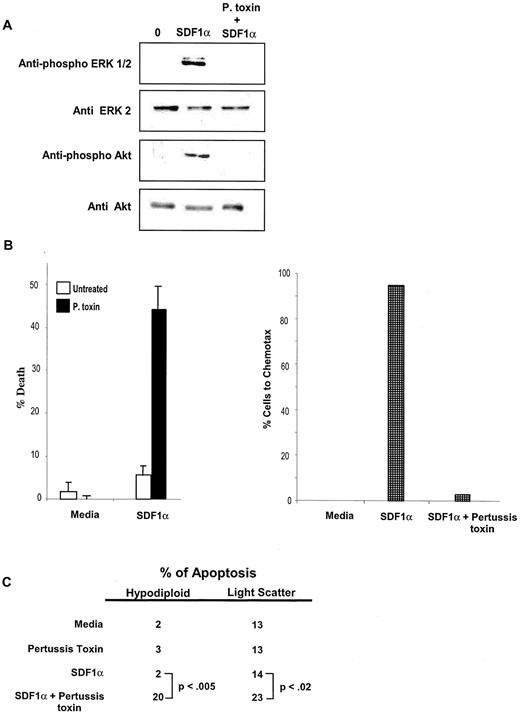 FIGURE 1. SDF1α induces a prosurvival signal to CD4 T cells that is Giα protein-dependent. A, CD4 T cells were untreated or preincubated with pertussis toxin then treated with SDF1α. Membranes from cell lysates were blotted with anti-phospho-ERK1/2, anti-ERK2, anti-phospho-Akt, or anti-Akt. B, Resting CD4 T cells were untreated or preincubated with pertussis toxin then treated with SDF1α. Left panel, The following day, percentage of cell death was determined by trypan blue dye exclusion. Resting CD4 T cells were untreated or treated with pertussis toxin. The percentage of cells that chemotaxed after 2 h of exposure to SDF1α is graphed in the right panel. C, CD4 T cells were stained with propidium iodide after 24 h of treatment and analyzed for decreases in FSC and hypodiploid nuclei by flow cytometry as indicators of apoptosis.