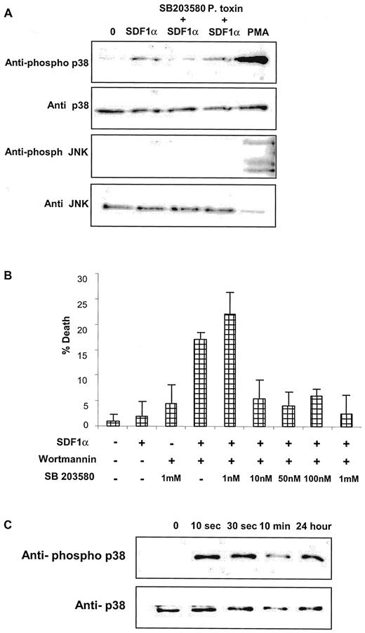 FIGURE 5. The SDF1α-mediated CD4 T cell death is p38 phosphorylation-dependent and independent of Giα signaling. A, Resting CD4 T cells were untreated or preincubated with the p38 inhibitor SB203580, or the Giα inhibitor, pertussis toxin, then treated with SDF1α. Membranes from the cell lysates were blotted with anti-phospho p38, anti-p38, anti-phospho JNK, and anti-JNK. Some cells were treated with PMA as a positive control. B, CD4 T cells from the same donor were untreated, preincubated with Wortmannin or Wortmannin and increasing concentrations of SB203580 before treatment with SDF1α. The following day, percentage of CD4 T cell death was determined. C, Resting CD4 T cells were incubated with SDF1α for increasing amounts of time, and then lysed and blotted with anti-phospho-p38 and anti-p38.