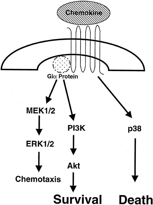 FIGURE 7. Proposed model for chemokine signaling through G protein-coupled chemokine receptors.