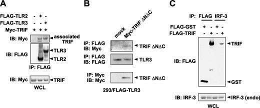 FIGURE 4. Interaction of TRIF with TLR2, TLR3, and endogenous IRF-3. A, 293 cells were transiently transfected with Flag-TLR2, Flag-TLR3, and Myc-TRIF expression vectors. Thirty-six hours after transfection, cells were lysed, immunoprecipitated with anti-Flag Ab (IP), and then immunoblotted with anti-Flag or anti-Myc Ab (IB). B, 293 cells stably expressing Flag-TLR3 were transiently transfected with an empty vector (mock) or Myc-TRIFΔNΔC expression vector. Cell lysis, immunoprecipitation, and subsequent immunoblotting were performed as described in A. C, 293 cells were transiently transfected with Flag-GST or Flag-TRIF expression vector. Twenty-four hours later, cells were lysed, immunoprecipitated with anti-Flag Ab or anti-IRF-3 Ab, and then immunoblotted with anti-Flag Ab. Whole cell lysates (WCL) were immunoblotted by anti-IRF-3 Ab to detect endogenous (endo) IRF-3.