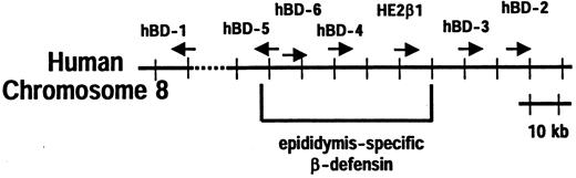 FIGURE 1. Schematic view of the hBD gene cluster on chromosome 8. The arrows indicate the direction of transcription of the indicated β-defensin isoforms. The epididymis-specific genes were located in the adjacent regions.