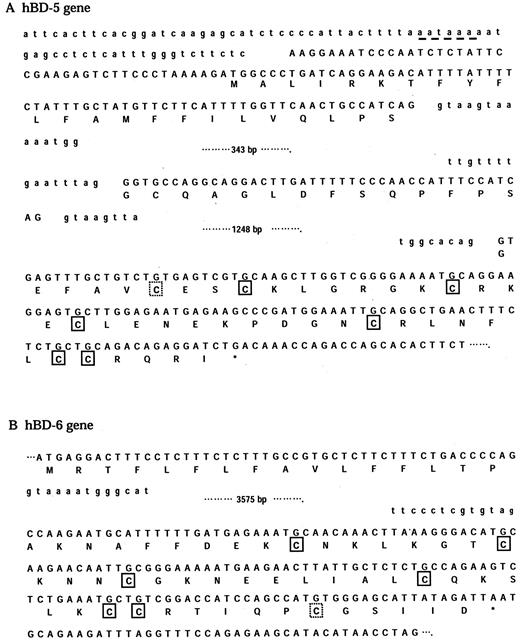 FIGURE 2. Nucleotide and amino acid sequences of hBD-5 (A) and hBD-6 (B). Exon sequences are shown in capital letters. The exon-intron splice site sequences conform to the consensus rule. The dashed underlining indicates a TATA box-like sequence of the hBD-5 promoter. The boxes indicate the specific cysteine residues identical with hBD-4 and the dashed boxes indicate the additional cysteine residues unique to hBD-5, hBD-6, and their mouse homologs.