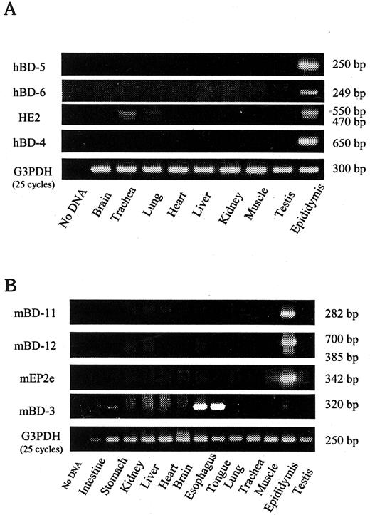 FIGURE 5. Tissue distribution of novel β-defensin isoforms in humans (A) and mice (B). RT-PCR of the indicated β-defensin isoforms and G3PDH was performed from the total RNA of the indicated tissues in humans or mice. PCR of β-defensin cDNA was conducted for 30 cycles and PCR of G3PDH was conducted for 25 cycles. hBD-4, hBD-5, hBD-6, HE2β1, and their mouse homologs are all predominantly expressed in the epididymis. The amplification of HE2 cDNA revealed a 546-bp fragment, consistent with HE2α1, and a 470-bp fragment, consistent with HE2β1. The amplification of mBD-12 also revealed a weak 385-bp fragment corresponding to the alternative spliced product. mBD-3 expression was detected in the esophagus, tongue, stomach, and epididymis.