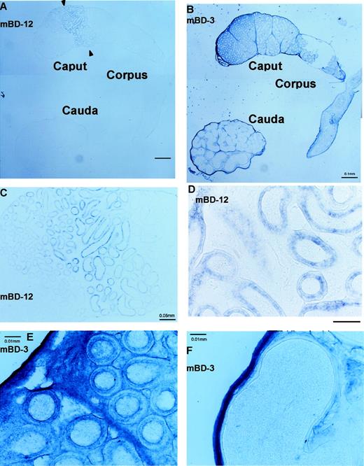 FIGURE 7. In situ hybridization of the epididymis with mBD-12 and mBD-3 antisense probe. The cryosectioned epididymis slides were hybridized with the indicated antisense probe. A, Low magnification. The hybridization signals of the mBD-12 antisense probe were confined to the epithelial cells of the epididymis caput mid/distal segment indicated by the arrows. No signals were detected in the corpus or caudal region. B, Low magnification. The hybridization signals of the mBD-3 antisense probe were present in the capsule and septum of the whole epididymis. C, The higher magnification of the caput region revealed more clearly the confined distribution of mBD-12 mRNA. D, The higher magnification of the box in Fig. 8B indicated the mBD-12 regulation at the cellular level. Some epithelial cells exhibited strong signals, whereas adjacent epithelial cells exhibited none, indicating the cell specificity of its expression. E and F, The higher magnification of the caput region (E) and caudal region (F) also revealed more clearly mBD-3 expression in the mesenchymal cells surrounding and compartmentalizing the epididymis. The lower signals were also present in the connective tissues around the epithelial cells. Scale bars = 100 (A and B), 50 (C), 25 (D), and 10 (E and F) μm.