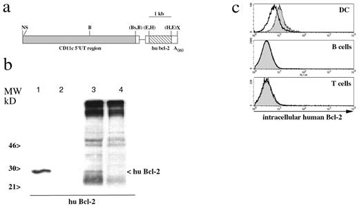 FIGURE 2. Generation of CD11c-Bcl-2 transgenic mice and cell-specific transgene expression pattern. a, Restriction map of the transgenic construct CD11c-Bcl-2. hBcl-2 cDNA (▨) was placed behind a DNA segment containing the mouse CD11c promoter (▦). The rabbit β-globin gene fragment providing the cDNA with an intron and a polyadenylation signal (A(n)) is displayed as □. B, BamHI; Bs, BspHI; E, EcoRI; H, HindIII; N, NotI; S, SstI; X, XhoI; restriction sites in parentheses have been destroyed by blunt-end cloning. b, DC from 8-day bone marrow GM-CSF cultures (lanes 1and 2) or freshly isolated splenic DC (lanes 3 and 4) derived from transgenic (lanes 1 and 3) or nontransgenic mice (lanes 2 and 4) were lysed, and the cell lysates were analyzed by Western blot as described in Materials and Methods. A mAb specific for hBcl-2 was used to detect presence of transgenic Bcl-2 (lanes 1–4); a mAb specific for prohibitin served as a loading control for the bone marrow culture-derived DC (data not shown). c, Intracellular staining for hBcl-2 in total splenocyte suspensions from transgenic (filled histogram) or nontransgenic (open histogram) mice. Only CD11c-positive cells meeting high forward scatter and intermediate side scatter criteria are shown in the top panel (DC). B cells (B220+) and T cells (TCRαβ+) are shown in the middle and bottom panels, respectively. Representative data from one of five independent experiments are shown.