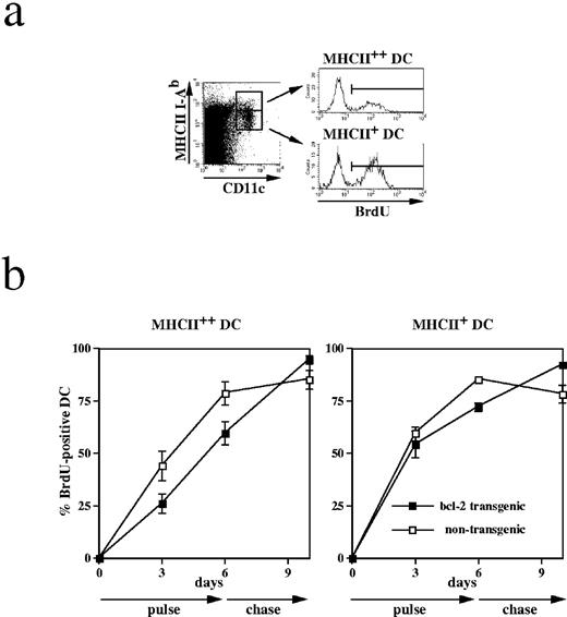 FIGURE 4. Prolonged lifespan of hBcl-2 expressing DCs in vivo. a, To determine the in vivo longevity of DC, CD11c-Bcl-2 transgenic mice and nontransgenic littermates were injected i.p. with BrdU and then given BrdU in the drinking water. At the indicated timepoints, DCs from spleen were analyzed by FACS after surface-staining for CD11c and MHC-II (IAb) and intranuclear staining for BrdU. Mature and immature DC were discriminated according to their MHC-II expression levels as indicated by the gates in the dot plot and then were further analyzed for intranuclear BrdU incorporation. Similar analysis performed using the maturation marker CD86 gave identical results (data not shown). b, The percentage of BrdU-positive DC at each timepoint within either the mature (MHC-II++, left panel) or immature (MHC-II+, right panel) DC pool is displayed. The period of continuous BrdU feeding was 6 days (pulse), followed by a 4-day absence of BrdU from the drinking water (chase). Data shown represent mean values ± SD from n = 3–5 mice per timepoint from one experiment (of two, with similar results).