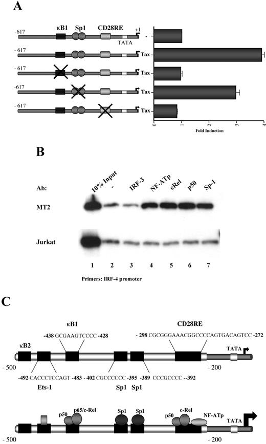 FIGURE 8. κB1 and CD28RE are required for Tax-mediated trans-activation of the IRF-4 promoter. A, Wild-type and mutated IRF-4 promoter constructs used in luciferase analysis of Tax-mediated IRF-4 activity are represented. Jurkat T cells (106) were transfected with 0.2 μg of 0.6-kb4PRO-pGL3B wild type (lanes 1 and 2), 0.6-kb4PROκB1mut-pGL3B (lane 3), 0.6-kb4PROSp1mut-pGL3B (lane 4), and 0.6-kb4PROΔCD28RE-pGL3B (lane 5). pRLTK (25 ng) and a 3-fold molar excess of wild-type Tax (lanes 2–5) were added with pFlag-CMV-2 vector to bring the total amount of DNA to 2 μg per sample. Cells were assayed for luciferase activity at 46 h post-transfection. Fold induction was calculated relative to the basal level for the reporter gene in the presence of empty vector after correction for transfection efficiency by Renilla luciferase. Results presented are representative of at least three independent experiments. B, Abs to NF-ATp, c-Rel, p50, and Sp-1 enrich IRF-4 promoter sequences in chIP assay. Proteins were cross-linked to DNA by formaldehyde treatment in unstimulated Jurkat (lower panel) and HTLV-I-infected MT2 (upper panel) cells and protein-DNA complexes were isolated by immunoprecipitation using Abs (4 μg) specific to IRF-3 (lane 3), NF-ATp (lane 4), c-Rel (lane 5), p50 (lane 6), and Sp-1 (lane 7). Precipitated DNA was analyzed by PCR for the presence of the proximal IRF-4 promoter region, spanning the CD28RE to the κB1 site. Amplification products were analyzed on a 5% long-range sequencing gel and visualized by autoradiography. C, Schematic representation of the protein-DNA interactions regulating the human IRF-4 promoter. Organization of the IRF-4 regulatory domains within the −500 to −200 region of the IRF-4 promoter, including the κB1 to κB2, Ets-1, Sp-1, and CD28RE, is shown at the top. In HTLV-I-infected cells, constitutive binding is observed at the κB1, Ets-1, Sp-1, and CD28RE sites, corresponding to p50/p65 or p50/c-Rel binding to κB1, Sp-1 binding to two adjacent Sp-1 sites, and p50/c-Rel and NF-ATp binding to the CD28RE, as shown on the bottom.