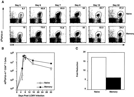 FIGURE 4. Responses of naive and memory cells after infection with LCMV. Naive or memory transgenic P14 T cells (104) were transferred i.v. into naive C57BL/6 mice, and these mice were challenged with LCMV and examined 5, 6, 7, 8, 15, and 32 days postinfection. Splenocytes were isolated and stained with anti-CD8α and Dbgp33–41 (A). Ag-specific cells were quantitated, and the average and SD are shown in B. Three to six mice were analyzed at each time point. C, The fold reduction between the peak of the effector response and the memory set-point for primary (naive P14 cells) and secondary (memory P14 cells) effectors.