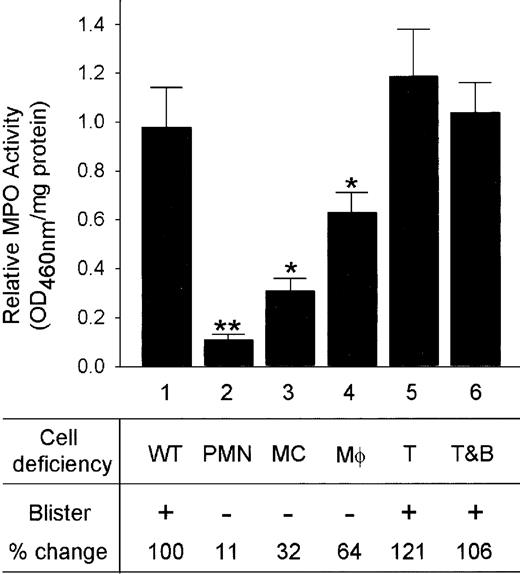 FIGURE 3. Relative contribution of inflammatory cells in experimental BP. Neonatal wild-type (WT; bar 1), neutrophil (PMN)-deficient (bar 2), MC-deficient (bar 3), Mφ-deficient (bar 4), T cell (T)-deficient (bar 5), and T and B cell (T&B)-deficient mice (bar 6) received 2.64 mg/g body weight pathogenic anti-mBP180 IgG. Tissue MPO activities (mean ± SEM) in the injection sites were determined 12 h after the IgG injection. n = 8 for each group. ∗, p < 0.05, ∗∗, p < 0.01, Student t test for paired samples (bar 1 vs 2, 3, or 4). The MPO values shown were corrected for control IgG controls. Each group of mice injected with control IgG yielded an average MPO activity of ∼0.1 OD460/mg protein.
