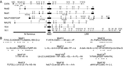 FIGURE 1. Motifs and genomic organization. A, Genomic organization for known and some predicted members of the CATERPILLLER family are shown to scale. Black boxes represent exons. Unusually large introns are interrupted and their size indicated below in kilobase pairs. Exons with ambiguous positions are shown as gray boxes. The large 3′ exons of Nod1 and Nod2 are 3′ untranslated sequences. B, NBDs were aligned using Clustal with minor manual adjustments. Twelve motifs defining the CATERPILLER NBD are shown. Capital letters indicate residues (single letter code) that have a frequency of >50% or are invariant. Lower case letters indicate residues with frequency <50% but with a predominant characteristic (a = acidic, b = basic, h = hydrophobic, p = serine/threonine, r = aromatic). ∗, Those residues used to define the NACHT family. Superscripts 1, 2, and 3 indicate NACHT motifs V, VI, and VIII, respectively.