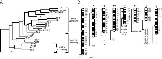 FIGURE 2. Phylogenetic tree for NBDs and chromosomal locations of CATERPILLER genes. A, Deduced amino acid sequences from NBD exons were compared with one another using alignment and tree generation software in the Data Analysis in Molecular Biology and Evolution software package (25 ). ∗, A predicted gene with unknown N-terminal sequences. B, The chromosomal location of each known or predicted sequence. For chromosomal locations with multiple sequences, the name order does not correspond to the ordering on the chromosome.