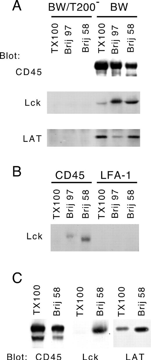 FIGURE 1. LAT coimmunoprecipitates with CD45. A, BW (CD45+) and BWT200 (CD45−) cells were lysed in 0.5% Triton X-100, 1% Brij 97, or 1% Brij 58. Postnuclear supernatants from 50 × 106 cells were subjected to immunoprecipitation with anti-CD45 Abs. Proteins coprecipitating with CD45 were resolved by reducing SDS-PAGE and immunoblotted for CD45 (upper panel), Lck (middle panel), or LAT (lower panel). B, CD45 and LFA-1 immunoprecipitates were prepared from 30 × 106 BW cells lysed in the indicated detergents as in A and were probed with anti-Lck. C, CD45 was immunoprecipitated from Yac-1 cells after extraction with 0.5% Triton X-100 or 1% Brij 58. CD45, Lck, and LAT present in CD45 coimmunoprecipitates were identified by immunoblotting. Data are representative of eight experiments.