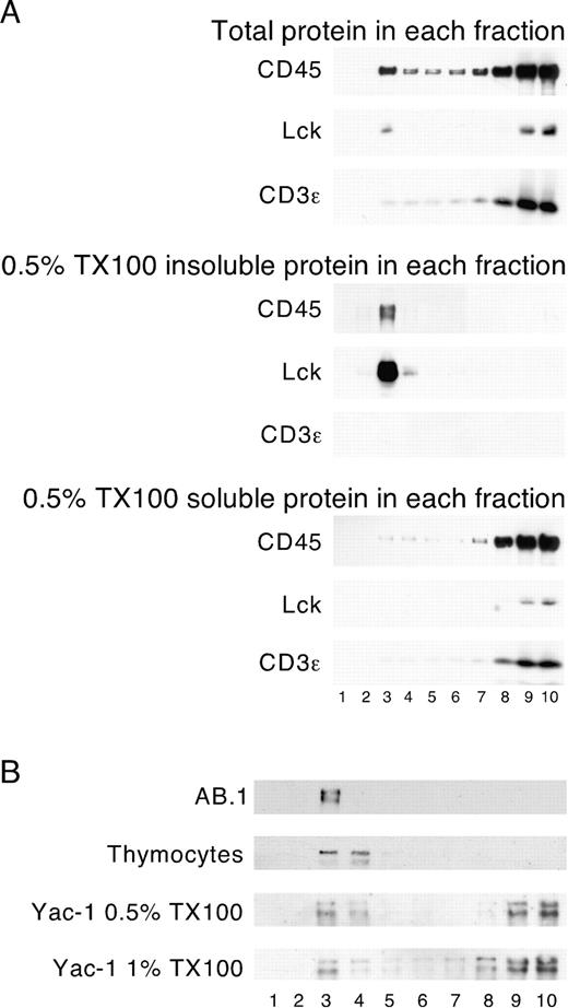 FIGURE 4. Triton X-100 (TX100)-insoluble CD45 is found in lipid rafts. A, Lipid rafts were prepared from 108 AB.1 cells lysed in 0.5% Triton X-100, and 30 μl of each fraction from the sucrose gradient was subjected to SDS-PAGE and immunoblotted with Abs to CD45RB, Lck, or CD3ε (top panels). Triton X-100-insoluble proteins from each fraction were recovered by centrifugation, solubilized in reducing sample buffer, and analyzed as above (middle panels). A sample of the soluble proteins remaining in the supernatant after pelleting the insoluble protein was also analyzed by immunoblotting (bottom panels). B, Lipid rafts were prepared from Yac-1, thymocytes, and AB.1 cells lysed in 0.5% Triton X-100, unless otherwise indicated. Triton X-100-insoluble protein from each fraction was recovered by centrifugation. Only the recovered Triton X-100-insoluble proteins from each fraction are shown. Proteins were resolved by reducing SDS-PAGE and were immunoblotted for CD45.
