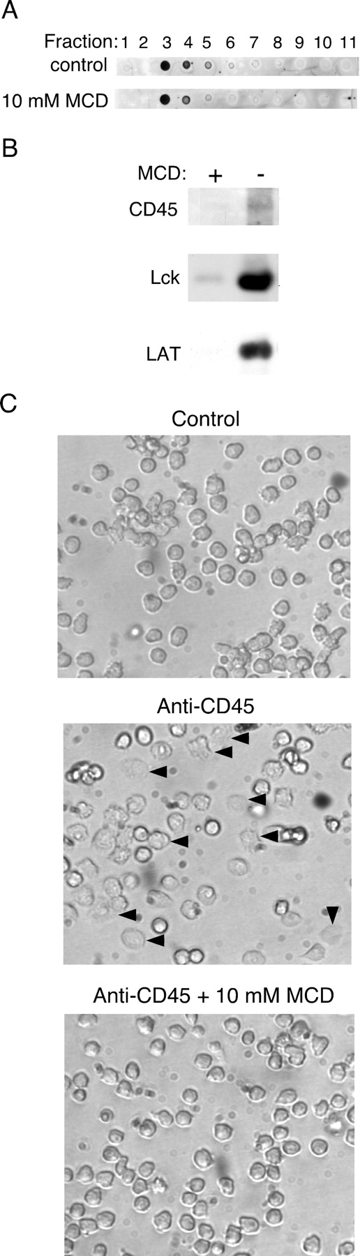 FIGURE 5. Pretreatment of cells with MCD releases CD45 from Triton X-100 rafts and disrupts CD45-induced cell spreading. BW cells (5 × 107) were treated with 10 mM MCD or with medium alone at 37°C. After 30 min, cells were lysed in 0.5% Triton X-100 and lipid rafts were prepared, and the raft-containing fractions were identified by CTx blotting (A). Total Triton X-100-insoluble raft protein was recovered by centrifugation, resolved by reducing SDS-PAGE, and immunoblotted for CD45 (J37), Lck, and LAT (B). C, Yac-1 cells were incubated for 30 min in PBS with or without 10 mM MCD, washed, and plated on immobilized anti-CD45 or on BSA as a control. Cells were photographed after 30 min after plating on the Ab. Arrowheads indicate a number of the cells that have spread on the immobilized anti-CD45. Data are representative of four different experiments.