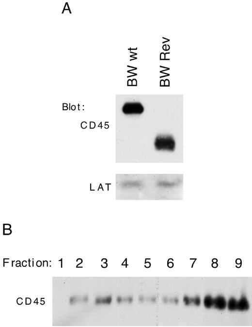 FIGURE 6. The cytoplasmic domain of CD45 is not required for its association with LAT. A, BW wild-type (BW wt) and BW revertant (BW Rev) cells were lysed in 0.5% Triton X-100. Postnuclear supernatants from 50 × 106 cells were subjected to immunoprecipitation with anti-CD45 Abs (I3/2). Proteins coprecipitating with CD45 were resolved by reducing SDS-PAGE and immunoblotted for CD45RB (upper panel) and LAT (lower panel). B, Lipid rafts were isolated from 108 BW Rev cells after lysis in 0.5% Triton X-100, and fractions containing CD45 were identified by reducing SDS-PAGE and immunoblotting with anti-CD45RB Abs.