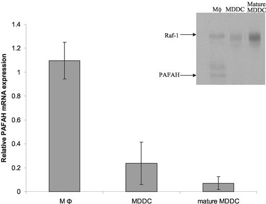 FIGURE 4. PAFAH expression is higher in Mφ than MDDC. The expression of PAFAH mRNA was quantified using the real-time PCR method described in Materials and Methods. The figure shows PAFAH mRNA expression relative to β-actin. The data were compiled from three independent experiments, and the mean ± SD are shown. Inset, Immunoblot analysis of PAFAH protein expression in Mφ, MDDC, and mature MDDC cell homogenates. Raf-1 protein was quantified as a protein loading control. A representative immunoblot is shown.