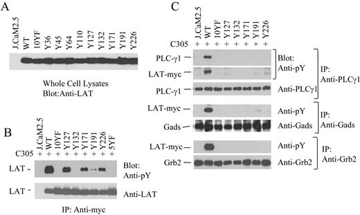 FIGURE 2. Phosphorylation and association of LAT mutants with one tyrosine with Grb2, Gads, and PLC-γ1. J.CaM2.5 cells reconstituted with different LAT mutants were lysed in 1% Brij lysis buffer. Cell lysates were immunoprecipitated with Abs against Myc, Grb2, Gads, and PLC-γ1, respectively. The association of LAT with these signaling proteins was detected with an anti-PY Western blot. The amount of immunoprecipitated protein was determined by Western blotting using Abs against each individual protein.