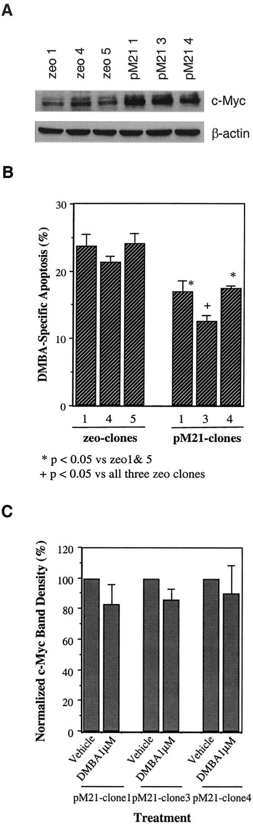FIGURE 4. Ectopic expression of c-Myc protects pro/pre-B cells from DMBA-induced apoptosis. A, BU-11 cell subclones stably transfected with the pM21-c-myc expression plasmid and pEF4-zeocin or with the pEF4-zeocin plasmid alone were maintained on pEF4-zeocin-transfected BMS2 stromal cells. Three randomly chosen pM21-c-myc and three control pEF4-zeocin-transfected clones were lysed, total protein was extracted, and 30 μg was loaded into SDS-polyacrylamide gels for c-Myc-specific immunoblotting. Blots were stripped and reprobed for β-actin expression to control for protein loading errors. Representative data from one of three experiments are shown. B, Stable pM21-c-myc or pEF4-zeocin-transfected BU-11 subclones were treated with vehicle or 1 μM DMBA for 24 h, and the percentage of apoptotic cells was assessed by PI staining and flow cytometry. Background levels of apoptosis observed in vehicle-treated sublines transfected with pEF4-zeocin alone or with pM21-c-myc plus pEF4-zeocin (averaging 7 ± 1% for both groups) were subtracted from the percentage of apoptosis observed in the respective DMBA-treated subclones. The data are presented as the average percentage of DMBA-specific apoptosis ± SE from five experiments. Statistical significance was determined using one-way ANOVA and the Duncan’s test. ∗, A significant reduction in the percentage of apoptotic cells as compared with apoptosis observed in either pEF4-zeocin-transfected clone 1 or pEF4-zeocin-transfected clone 5, p < 0.05. +, A significant reduction in the percentage of apoptotic cells as compared with any of the pEF4-zeocin-transfected subclones, p < 0.05. The average percent reduction in the three pM21-c-myc-transfected clones relative to the three control clones was 30 ± 3%; p < 0.01. C, Stable pM21-c-myc-transfected BU-11 subclones were treated with vehicle or 1 μM DMBA for 24 h. Cells were lysed, total proteins were extracted, and 30 μg was loaded into SDS-polyacrylamide gels for c-Myc-specific immunoblotting. Blots were stripped and reprobed with β-actin-specific Ab to control for loading errors. Normalized c-Myc band densities were compared with c-Myc levels in vehicle-treated pM21-c-myc-transfected BU-11 subclones. Data are presented as the average percentage of c-Myc protein ± SE from six experiments. Statistical significance was determined with the paired t test. There were no significant decreases in c-Myc expression in any of the DMBA-treated clones, and statistical significance was not reached even when data from all three DMBA-treated clones were pooled (n = 18; p = 0.41).
