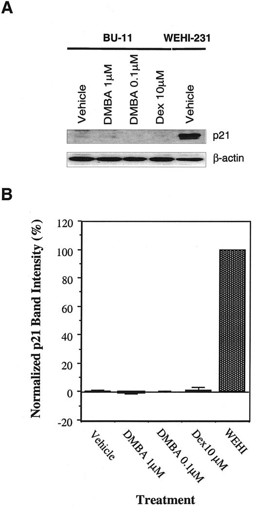 FIGURE 6. Expression of p21WAF1 is not up-regulated in pro/pre-B cells after DMBA or dexamethasone treatment. A, BU-11 cells were cultured on BMS2 cells and treated with vehicle, 0.1 μM DMBA, 1 μM DMBA, or 10 μM dexamethasone for 24 h. Proteins from vehicle-treated WEHI-231 cells were used as a positive control for p21WAF1 detection. Cells were harvested and lysed, total protein was extracted, and 30 μg was loaded into SDS-polyacrylamide gels for p21WAF1-specific immunoblotting. Blots were stripped and reprobed with β-actin-specific Ab to control for loading errors. Data from a representative experiment (five experiments total) are presented. B, p21WAF1 band densities were normalized to β-actin levels and then compared with p21WAF1 levels in vehicle-treated cells. Data are presented as the average percent p21WAF1 levels ± SE from five experiments.