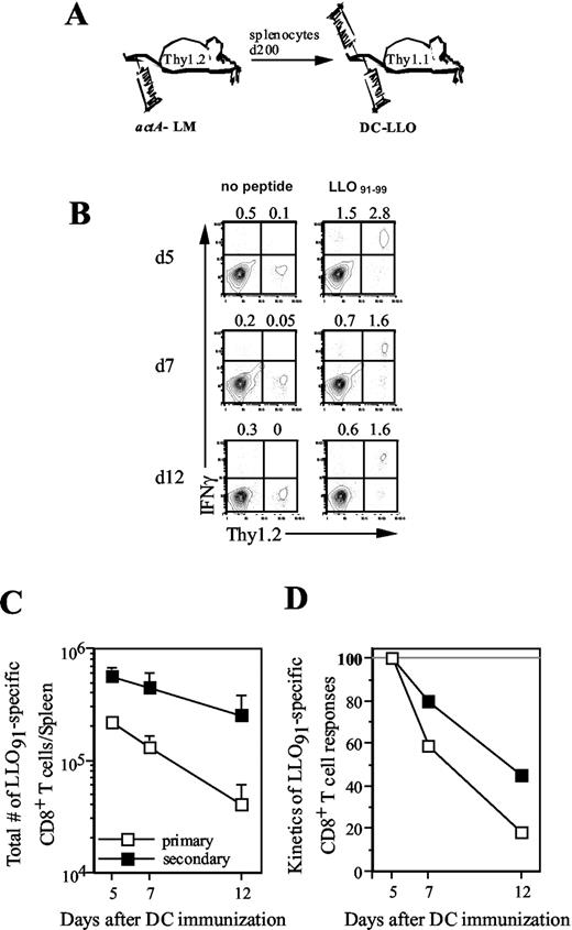 FIGURE 7. Kinetics of primary and secondary CD8+ T cell responses after DC immunization. A, Experimental design. BALB/c Thy1.2 mice were infected with ∼1 × 106 (∼0.1 LD50) actA-LM and used as donors >200 days after initial challenge. BALB/c Thy1.1 mice that received splenocytes (1.2 × 107) from Thy1.2 LM-infected memory mice were immunized with 2.5 × 105 LLO91–99-coated DC. B, Frequencies of primary Thy1.2− and secondary Thy1.2+ LLO91–99-specific CD8+ T cells from representative mice at various days postimmunization. C, Total number of Thy1.1 and Thy1.2 LLO91–99-specific CD8+ T cells per spleen (n = 3–5). D, Normalized kinetics LLO91–99-specific CD8+ T cell responses in the spleen. Day 5 postimmunization is presented as 100%. One of two similar experiments is shown.