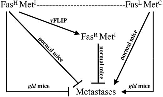 FIGURE 7. Model of Fas-based interactions in tumor progression of experimental CMS4 lung metastases. The CMS4 sarcoma line appeared to comprise multiple subpopulations encompassing the gamut of both high (FasH) and low (FasL) Fas-expressing/sensitive clones as well as metastatic-incompetent (MetI) and metastatic-competent (MetC) clones, illustrated by the dashed line. FasLMetC cells were identified within the parental CMS4 line based on the isolation of both in vitro (CMS4.sel) and in vivo (CMS4-met)-derived sublines. The observation that CMS4.sel possessed heightened metastatic ability compared with the parental population suggested that anti-Fas interactions served as a biologic selective pressure for their outgrowth. However, the idea that Fas status alone was sufficient for this biologic outcome was unlikely, because CMS4 cells either generated to express a Fas-resistant (FasR) phenotype (via vFLIP transfection) or administered to FasL-deficient (gld) mice did not display changes in their metastatic behavior in a quantitative manner commensurate or proportionate with that seen with CMS4-met. Thus, a FasLMetC phenotype likely consisted of neoplastic subpopulations that also coexpressed additional metastatic-associated genes.