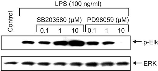 FIGURE 2. Effect of SB203580 and PD98059 on ERK activity. Monocytes were cultured in the absence (control) or presence of SB203580 or PD98059 at the indicated doses for 30 min. LPS (100 ng/ml) was added as indicated for 1 h. Cell lysates were immunoprecipitated with an Ab against ERK1/2 and assayed for ERK activity using Elk as substrate. An Ab against phosphorylated Elk (p-Elk) was used to determine ERK activity by Western blot analysis. An Ab against ERK1/2 was used to determine equal loading.