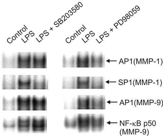 FIGURE 7. Differential regulation of transcription factor binding to the MMP-1 and MMP-9 promoters by SB203580 and PD98059. Nuclear extracts were obtained from monocytes that had been incubated for 30 min in the presence or absence of 10 μM either SB203580 or PD98059 before stimulation with LPS (100 ng/ml) for 8 h. Oligonucleotides designed to be complementary to specific sites in the MMP-1 and MMP-9 promoter were tested for their binding to the nuclear extracts by EMSA.