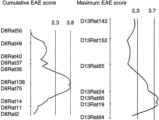 FIGURE 5. Log-likelihood plots of QTLs identified in a (LEW.1AV1 × PVG.1AV1)F2 intercross. There is significant linkage for cumulative EAE score on chromosome 8, and maximum EAE score on chromosome 13. The vertical lines indicate suggestive and significant threshold levels determined by permutation analysis performed on the F2 material. Marker scale ∼24 cM/cm and ∼14 cM/cm for chromosomes 8 and 13, respectively.