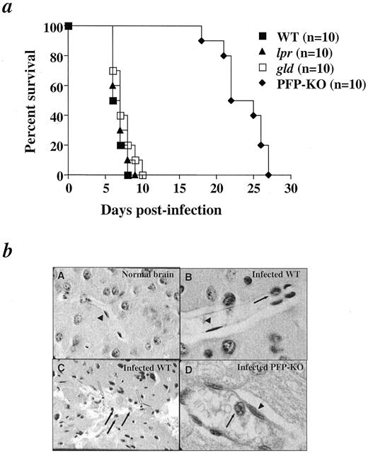 FIGURE 1. The development of ECM pathogenesis after PbA infection is dependent on perforin gene expression. a, Percent survival of C57BL/6 WT, lpr, gld, and perforin-deficient (PFP-KO) mice following i.p. PbA infection with 106 pRBC. The growth rate of parasites was comparable in all strains of mice on day 6 (parasitemia: C57BL6, 5.1 ± 1.5%; lpr, 5.6 ± 2.4%; gld, 6.2 ± 2.4%; PFP-KO, 4.8 ± 0.8%). Experiments were performed three times with 10 mice in each group. b, Histologic analyses of brain sections of ECM-susceptible WT and ECM-resistant PFP-KO mice at the coma stage in WT susceptible mice and at the same time in PFP-KO resistant mice. Brains were removed after perfusion with 1× PBS and were fixed for histological examinations. A, Section of a normal mouse brain showing a healthy uninterrupted blood vessel with normal architecture and integrity (magnification, ×250). B, Sagittal section of a WT mouse brain at the coma stage showing sequestration and cytoadherence of pRBC (filled arrows). Endothelial cells (▴; magnification, ×750). C, Severe lesions in the cortex of infected WT mice showing a disrupted vessel, with destruction of endothelial cells, extravascular pRBC (filled arrows), and mononuclear cell infiltration (empty arrows; magnification, ×500). D, Sagittal section of infected PFP-KO mouse brain on day 6 postinfection showing cytoadherence to a vessel wall (filled arrow; magnification, ×1000). ▴, Endothelial cells.