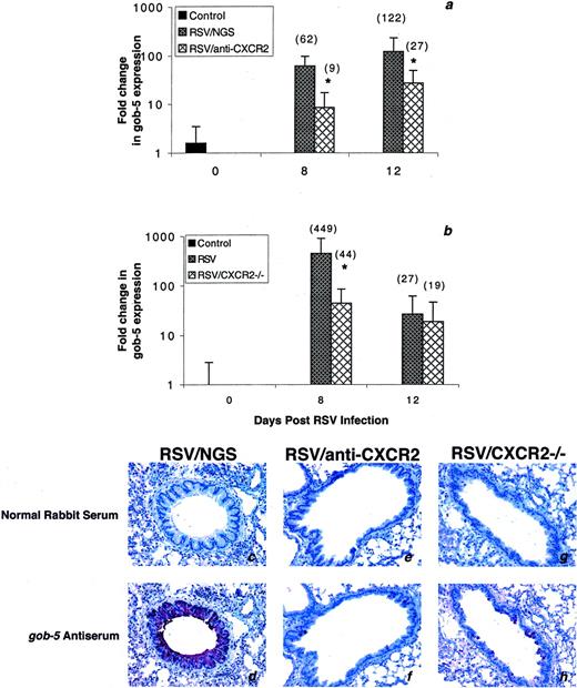FIGURE 6. CXCR2 contributes to gob-5 gene expression during RSV infection. Real-time PCR was used to monitor the expression of the mucus-associated gene gob-5. Data shown are representative of three experiments, with n ≥ 3 animals per group per experiment. Results are expressed as the fold change in gob-5 expression relative to uninfected animals. RSV-infected mice receiving control serum displayed a significant increase in the expression of gob-5. Anti-CXCR2 treatment during RSV infection significantly suppressed gob-5 expression (a). Likewise, infection of wild-type mice induced expression of gob-5; however, transcription of this gene was suppressed during RSV infection in CXCR2−/− mice (b). ∗, Statistically significant decrease (p ≤ 0.05) in gob-5 expression in mice depleted of or deficient for CXCR2 as compared with their appropriate controls. gob-5 protein, localized to RSV-infected airways by immunohistochemistry, paralleled gene expression data. Specifically, RSV-infected mice depleted of or deficient for CXCR2 displayed decreased gob-5 immunoreactivity relative to their appropriate RSV-infected controls (d, f, and h). No staining was observed using normal rabbit serum as the appropriate isotype control (c, e, and g)
