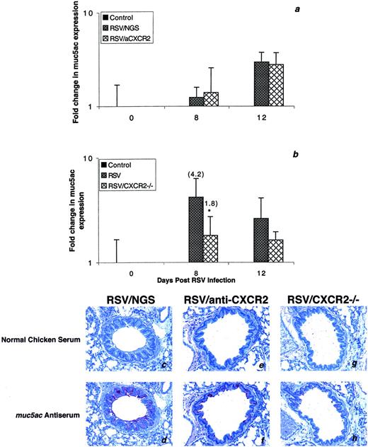 FIGURE 7. CXCR2 contributes to muc5ac gene expression during RSV infection. Real-time PCR was used to monitor the expression of the mucus-associated gene muc5ac. Data shown are representative of three experiments, with n ≥ 3 animals per group per experiment. Results are expressed as the fold change in muc5ac expression relative to uninfected animals. RSV-infected mice receiving control serum displayed a significant increase in the expression of muc5ac; however, expression of this gene was not altered with anti-CXCR2 treatment (a). In contrast, infection of wild-type mice induced expression of muc5ac that was inhibited in CXCR2−/− mice (b). ∗, Statistically significant decrease in muc5ac expression in mice deficient for CXCR2 as compared with RSV-infected wild-type mice. muc5ac protein, localized to RSV-infected airways using immunohistochemistry, paralleled gene expression data. Specifically, RSV-infected mice treated with control serum or anti-CXCR2 did not differ in the amount of muc5ac immunoreactivity (d and f). However, RSV-infected CXCR2−/− animals displayed less muc5ac staining as compared with their wild-type controls (h). No staining was observed using normal chicken serum as the appropriate isotype control (c, e, and g).