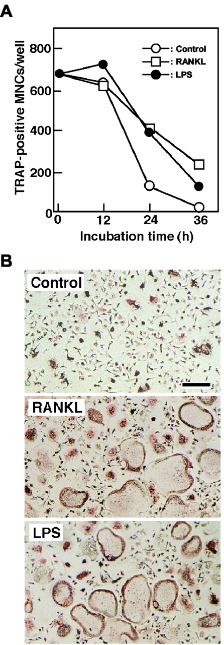 FIGURE 2. Effects of LPS and RANKL on the survival of osteoclasts. A, Effects of LPS and RANKL on the survival of purified osteoclasts. Purified osteoclasts were cultured for the indicated periods in the absence (○) or presence of LPS (1 μg/ml) (•) or RANKL (100 ng/ml) (□). Cells were then fixed and stained for TRAP. TRAP-positive MNCs containing more than three nuclei were counted as viable osteoclasts. Values are expressed as the means of triplicate cultures. B, TRAP staining of purified osteoclasts cultured for 36 h with vehicle (control), RANKL (100 ng/ml), and LPS (1 μg/ml). TRAP-positive cells appeared as red cells. Bar, 100 μm.
