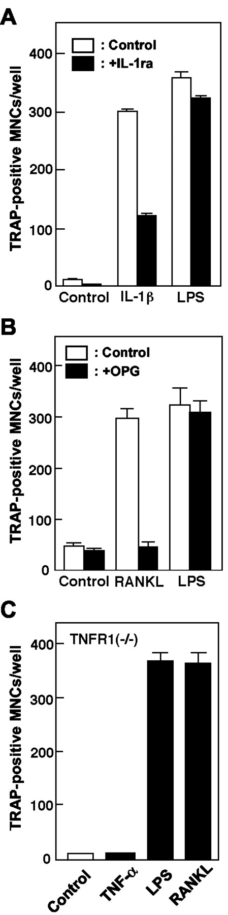 FIGURE 4. Roles of IL-1β, RANKL, and TNF-α in the survival of osteoclasts supported by LPS. A, Effect of mouse IL-1Ra on the survival of osteoclasts supported by IL-1β and LPS. Purified osteoclasts were incubated with LPS (1 μg/ml) or IL-1β (1 ng/ml) in the presence or absence of IL-1Ra (1 μg/ml) for 24 h. Cells were then fixed and stained for TRAP, and TRAP-positive MNCs containing more than three nuclei were counted as osteoclasts. B, Effects of OPG on the survival of osteoclasts supported by RANKL and LPS. Purified osteoclasts were incubated with LPS (1 μg/ml) or RANKL (100 ng/ml) in the presence or absence of OPG (1 μg/ml) for 24 h. TRAP-positive MNCs containing more than three nuclei were counted as osteoclasts. C, Effects of TNF-α and LPS on the survival of osteoclasts derived from TNFR1-deficient mice (TNFR1−/−). Purified osteoclasts derived from TNFR1-deficient mice were incubated with mouse TNF-α (10 ng/ml), LPS (1 μg/ml), or RANKL (100 ng/ml) for 24 h. TRAP-positive MNCs containing more than three nuclei were counted as osteoclasts. Values are expressed as the means ± SEM from quadruplicate cultures.