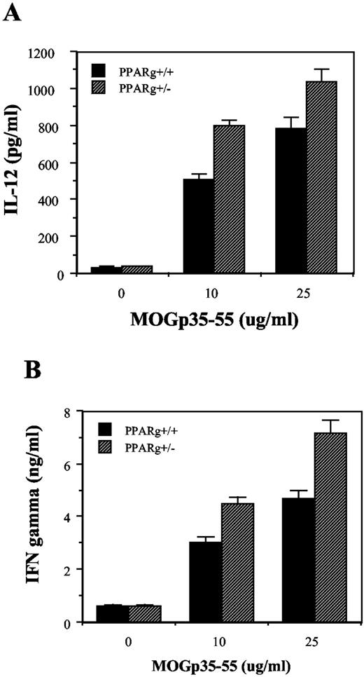 FIGURE 6. Neural Ag-induced Th1 response in wild-type and PPARγ+/− mice. Spleen cells were isolated from PPARγ+/− and wild-type mice on day 14 following immunization with MOGp35–55 and stimulated in vitro with 0, 10, or 25 μg/ml MOGp35–55 Ag. The culture supernatants were collected after 48 h, and the levels of IL-12 (A) and IFN-γ (B) were measured by ELISA. The values are mean of triplicates, and the error bars represent SD. The figures are representatives of three independent experiments.