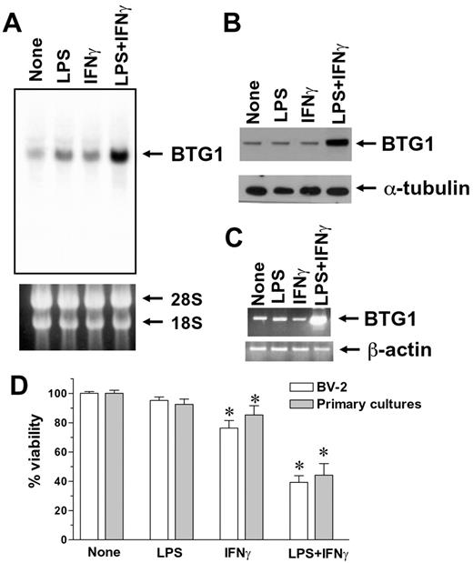 FIGURE 1. BTG1 induction and microglial cell death by LPS/IFN-γ. After treatment of BV-2 cells with LPS (100 ng/ml) and IFN-γ (10 U/ml) either alone or in combination, BTG1 expression at mRNA (4 h after treatment) or protein level (8 h after treatment) was assessed by Northern blot analysis (A) or Western blot analysis (B), respectively. Only the combination of LPS and IFN-γ strongly increased BTG1 expression. C, Enhancement of BTG1 expression by LPS/IFN-γ (4 h after treatment) was similarly observed in mouse primary microglia cultures by RT-PCR. Ethidium bromide staining of rRNA of 28S and 18S or detection of α-tubulin or β-actin was done to confirm the equal loading and integrity of the samples. The amplified products were not observed in RT-PCR without reverse transcriptase (data not shown). D, When BV-2 cells or primary microglia cultures were treated with LPS and IFN-γ alone or in combination for either 24 h (BV-2 cells) or 72 h (primary microglia cultures), >50% cytotoxicity was observed only after LPS plus IFN-γ treatment. Viability of untreated cells was set to 100%. Results are mean ± SEM of three independent experiments. ∗, Statistically significant differences from untreated control (p < 0.05).