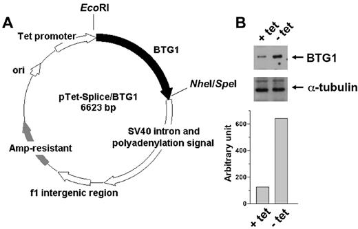 FIGURE 2. Construction of tetracycline-regulated BTG1 expression system in microglia. A, BTG1 cDNA fragment containing the entire coding region was cloned into the EcoRI/SpeI site of pTet-Splice plasmid under the control of the Tet promoter to generate pTet-Splice/BTG1 (see Materials and Methods). B, After BV-2 cells were cotransfected with pTet-Splice/BTG1, pTet-tTAK, and pSV2neo, stable transfectants were selected in the presence of G418 and tetracycline. In a selected clone, BV-2/tet3, BTG1 induction was evaluated by removal of tetracycline from the growth medium. Western blot detection of BTG1 protein and densitometric analysis indicated ∼5 fold increase in BTG1 protein level in the cells grown in the absence of tetracycline (− tet) compared with the cells grown in the presence of tetracycline (+ tet). BTG1 protein level was normalized to α-tubulin. Results are representative of three independent experiments.