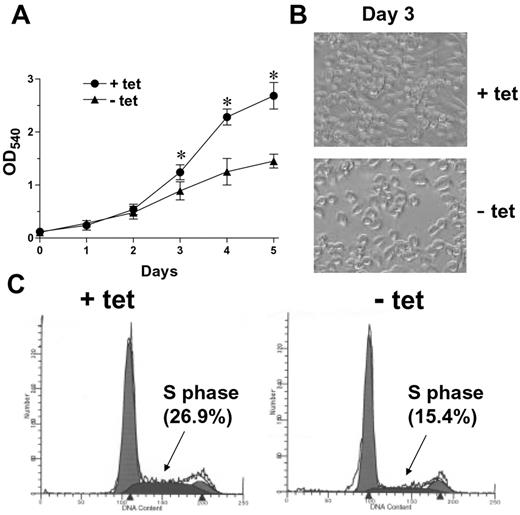 FIGURE 3. Antiproliferative activity of BTG1 in microglia. Proliferative capacity of BV-2/tet3 cells was compared before and after removal of tetracycline. When BTG1 expression was induced in BV-2/tet3 by tetracycline removal from the growth medium, the proliferative capacity of the cells was decreased as determined by MTT assay (A) or phase contrast microscopy of the cells at day 3 during the MTT assay (×200; B). Results are mean ± SEM of three independent experiments. ∗, Statistically significant differences between the cells grown in the presence (+ tet) and those grown in the absence (− tet) of tetracycline (p < 0.05). BTG1 induction (− tet) also led to the reduction in S phase cells from 26.9% to 15.4% as determined by flow cytometric analysis of DNA ploidy and cell cycle analysis program at day 3 (C). Results are representative of four independent experiments. x-axis, DNA content; y-axis, cell number.