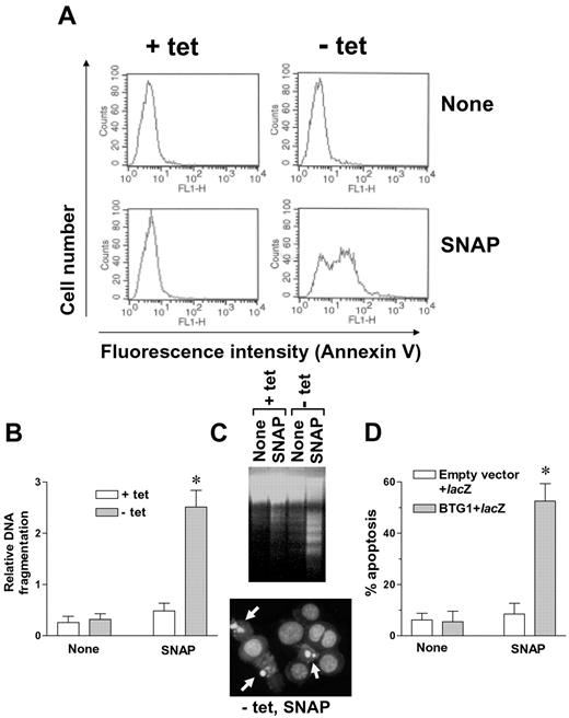 FIGURE 4. BTG1 sensitizes microglia to NO-induced apoptosis. The effect of conditional expression (A–C) or transient transfection (D) of BTG1 on NO-induced apoptosis was assessed by annexin V-binding assay (A), DNA fragmentation (B and C), or cellular morphology (C and D). Forced expression of BTG1 increased the sensitivity of microglia to NO-induced apoptosis. Treatment of BV-2/tet3 cells with SNAP of 0.2 mM for 24 h in the presence of tetracycline (+ tet) induced a modest or insignificant apoptosis. However, enhancement of BTG1 expression in BV-2/tet3 cells by tetracycline removal (− tet) strongly increased microglial apoptosis on treatment with the same concentration of SNAP (24 h treatment), as judged by an increase in annexin V binding (A), cytoplasmic release of fragmented nucleosomes (B), the appearance of evident DNA fragmentation (C, top), or nuclear condensation and fragmentation as indicated by arrows (C, bottom). Transient transfection of parental BV-2 cells with BTG1 cDNA also increased the sensitivity of the microglial cells to SNAP (0.2 mM, 24 h treatment; D). The percentage of apoptosis is based on the ratio of the number of apoptotic blue cells to total number of blue cells expressing cotransfected lacZ (pCH110). Results are mean ± SEM or representative of three independent experiments. ∗, Statistically significant differences from untreated control or the empty vector (pcDNA3)-transfected cells (p < 0.05).