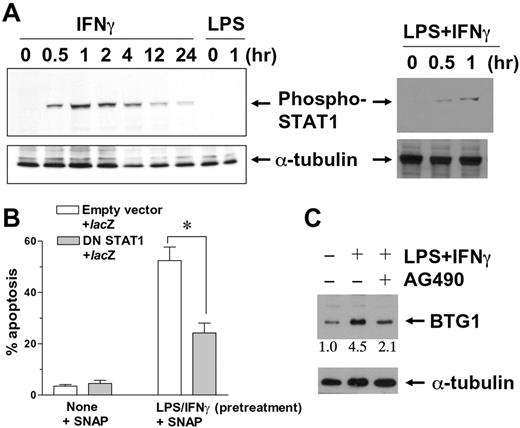 FIGURE 6. Essential role of JAK/STAT1 signaling in LPS/IFN-γ-mediated apoptosis sensitization and BTG1 induction in microglia. A, STAT1 was activated by IFN-γ (10 U/ml) or combination of LPS (100 ng/ml) and IFN-γ, but not by LPS alone, as measured by Western blot detection of phosphorylated STAT1 protein (at Tyr701) at the indicated time points in parental BV-2 cells. B, Inhibition of STAT1 signaling by transient transfection of the dominant negative mutant of STAT1 cDNA (DN STAT1) suppressed LPS/IFN-γ-induced sensitization of microglia to apoptogenic action of SNAP. LPS/IFN-γ pretreatment rendered BV-2 microglial cells sensitive to otherwise nontoxic dose of SNAP (0.2 mM, 24 h treatment). However, STAT1 inhibition partially abolished the apoptosis-sensitizing effect of LPS/IFN-γ. LPS/IFN-γ pretreatment (16 h) was done in the presence of a NOS inhibitor, NMMA (0.5 mM) to eliminate confounding effects of LPS/IFN-γ-mediated inducible NO synthase induction and resulting NO production. The percentage of apoptosis was determined by differential counting of healthy blue cells and apoptotic blue cells coexpressing lacZ (pCH110). Empty vector indicates pcDNA3. Results are mean ± SEM of three independent experiments. ∗, Statistically significant differences (p < 0.05). C, Treatment of BV-2 cells with JAK inhibitor AG490 (10 μg/ml), attenuated LPS/IFN-γ-induced BTG1 protein expression (100 ng/ml LPS, 10 U/ml IFN-γ, 8 h treatment). The numbers indicate a fold induction of BTG1 expression normalized to α-tubulin as determined by densitometric analysis of Western blot results.