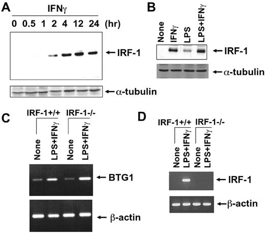 FIGURE 8. No role of IRF-1 in LPS/IFN-γ-induced BTG1 induction. Expression of IRF-1 protein was induced by both IFN-γ (10 U/ml) and LPS (100 ng/ml) in BV-2 cells as determined by Western blot analysis (A and B). IRF-1 or α-tubulin protein was detected at the indicated time points after IFN-γ treatment (A) or 4 h after treatment with the indicated stimuli (B). A similar level of BTG1 message induction by LPS/IFN-γ was observed in primary microglial cells from wild-type mice (IRF-1+/+) and IRF-1 deficient mice (IRF-1−/−; C). The absence of an IRF-1 gene did not affect LPS/IFN-γ induction of BTG1 messages in microglia as assessed by RT-PCR (4 h treatment with the stimuli). The absence of IRF-1 transcripts in microglia from IRF-1-deficient mice was confirmed by RT-PCR (D). Mouse β-actin was used as an internal control in RT-PCR. The amplified product was not observed in RT-PCR without reverse transcriptase (data not shown). Results are representative of three independent experiments.