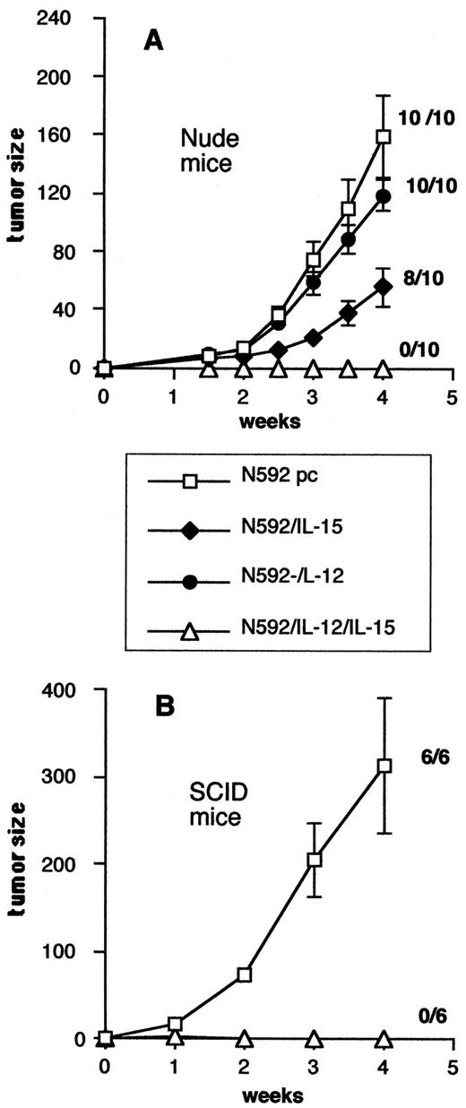FIGURE 1. Coexpression of IL-15 and IL-12 genes synergistically inhibits the growth of the human N592 cell line implanted s.c. in nude (A) or SCID (B) mice. Data are expressed as the average tumor size (mean ± SD) in the different groups of animals as detailed in Materials and Methods. The number of animals injected vs the take rate are indicated for each experimental group. A, In nude mice the tumor growth kinetics of N592/IL-12 cells are similar to those of N592 mock cells that were transfected with empty vectors (p = NS), while N592/IL-15 cells display significantly lower growth kinetics (p < 0.001), and N592/1L-12/IL-15 cells were completely rejected in 100% animals (p < 0.001). B, In SCID mice N592/1L-12/IL-15 cells were rejected by all mice, whereas N592 mock cells showed a 100% take rate and very rapid growth kinetics.