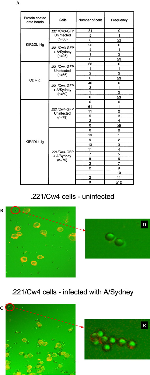 FIGURE 3. The binding of KIR2DL1-Ig-coated beads is specifically increased after viral infection. The .221 cells transfected with HLA-Cw3 and HLA-Cw4 proteins attached to GFP were incubated with beads coated with different proteins and imaged using a confocal microscope. A, Table shows the number of coated beads that bind to the indicated infected and uninfected cells. n = Total number of cells counted in each treatment. Frequency is the number of cells counted containing the indicated number of protein-coated beads of the total number of cells. B, Image of uninfected .221/Cw4-GFP cells (colored red for GFP) incubated with KIR2DL1-Ig-coated beads. C, Image of .221/Cw4-GFP cells infected with A/Sydney (colored red for GFP) incubated with KIR2DL1-Ig-coated beads. D, Zoom in on the red circle area in Fig. 4B. E, Zoom in on the red circle area in Fig. 4C. Figure shows representative of numerous cells in more than three independent experiments.