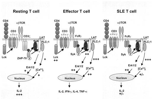 FIGURE 1. Rewiring of TCR in T cell differentiation and disease. The canonical TCR/CD3/CD3ζ/ZAP-70 receptor complex in resting T cells from normal individuals (left panel) is replaced by TCR/CD3/FcRγ/Syk during T cell differentiation to become effector cells (middle panel). This in turn may be responsible for alterations in several biochemical pathways that are observed in effector cell signaling, such as increased calcium flux and ERK activity, and may mediate disparate patterns of cytokine production in these cell types as indicated. Close parallels can be drawn between effector cells of normal individuals (middle panel) and freshly isolated T cells from SLE patients (right panel), suggesting that the observed altered signaling pattern observed in SLE T cells may partially represent effector T cell phenotype. P, Phosphorylation status; +, increase in activity; −, decrease in activity.