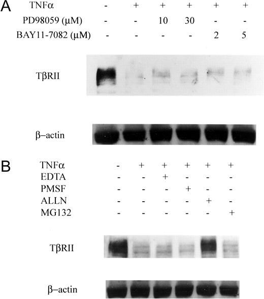 FIGURE 3. Effects of the inhibitor of intracellular signaling and protease inhibitors on the down-regulation of TβRII expression in human dermal fibroblasts. A, Human dermal fibroblasts were treated with 10 ng/ml TNF-α for 24 h after pretreatment for 1 h with the inhibitor of intracellular signaling, PD98059, a specific MEK inhibitor, or BAY 11-7082, a selective inhibitor of I-κB-α phosphorylation. Cell viability was determined with trypan blue staining, which demonstrated that BAY 11-7082 did not cause cell death. Whole cell lysates were also prepared and examined by immunoblotting using anti-β-actin Abs. B, Human dermal fibroblasts were treated with 10 ng/ml TNF-α for 24 h after pretreatment for 1 h with the protease inhibitor: EDTA, 1 mM; PMSF, 1 mM; calpain inhibitor I (ALLN), 5 μM; and proteasome inhibitor, MG132, 10 μM. Whole cell lysates were also prepared and examined by immunoblotting using anti-β-actin Abs.