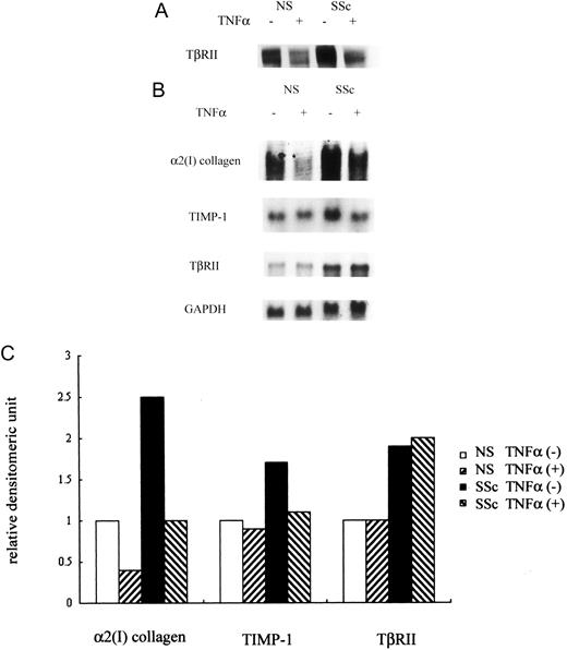 FIGURE 4. Effect of TNF-α on human dermal fibroblasts and SSc fibroblasts. Human dermal fibroblasts or SSc fibroblasts were serum starved for 24 h, and subsequently treated with TNF-α (10 ng/ml) for 48 h. A, Cell lysates (20 μg of protein/sample) were subjected to immunoblotting with anti-TβRII Abs. B, Aliquots of total RNA were analyzed for α2(I) collagen, TIMP-1, and GAPDH mRNA, and those of poly(A)+ RNA were analyzed for TβRII mRNA by Northern blotting. C, α2(I) collagen, TIMP-1, and TβRII mRNA levels, quantitated by scanning densitometry and corrected for the levels of GAPDH mRNA in the same samples, are shown relative to the level in the untreated cells (1.0). One experiment representative of three independent experiments is shown.