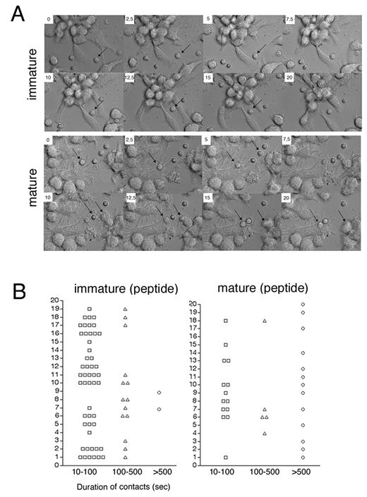 FIGURE 8. Dynamic analysis of T-DC interactions. A, Naive T cells were cocultured with immature or mature D1 cells and recorded for the first 20 min of interaction. Individual frames taken from web movies 1 and 2 (corresponding to immature and mature D1 cells in the presence of 10 nM H-Y peptide). One image every 10 s, starting 1 min after addition of T cells. The time scale is indicated. The arrow on the immature DC sequence indicates CD4+ T cells that establish intermittent contacts with two DCs. Arrows on the sequence of mature cells shows two cells that form stable contacts with DCs. B, The number and duration of contacts established between individual T cells and DCs (immature and mature, pulsed with 10 nM H-Y peptide) were scored along the first 20 min of interaction. Contacts were classified into three categories of duration: 10–100 s (□), 100–500 s (▵), or >500 s (○). For each individual T cell analyzed (y-axis, 1–20), we quantified the number of contacts falling in each category. For example, T cell number 2 on immature (peptide) established five contacts falling in the 10- to 100-s and one in the 100- to 500-s category. The results are from 16 different movies in 4 independent experiments, n = 82.